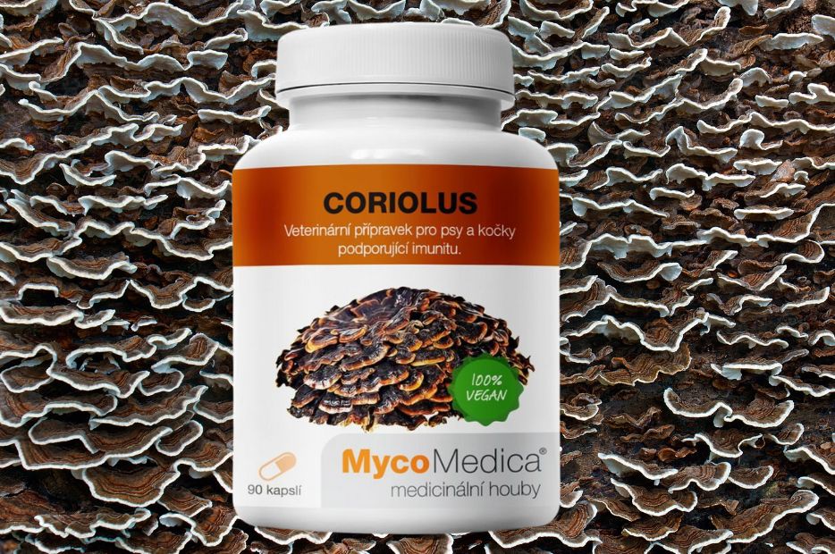 Grzyb terapeutyczny Wrośniak, corolius - od czego zacząć?